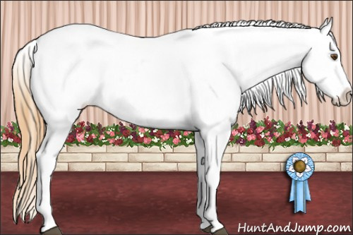 Horse Color:Buckskin Dun Tobiano Appaloosa 