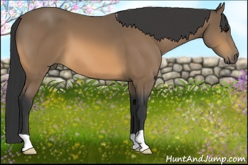 Horse Color:Buckskin 
