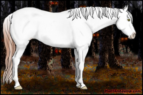 Horse Color:Amber Champagne Roan Appaloosa 
