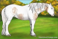 Horse Color:White Spotted Silver Buckskin Pearl Splash Tobiano Rabicano 