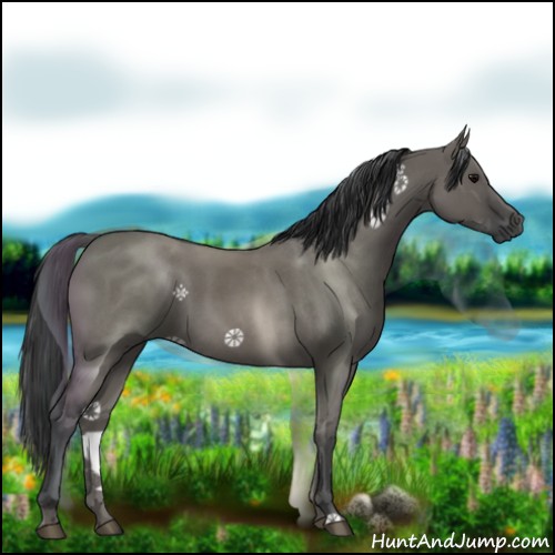 Horse Color:Grullo Roan 