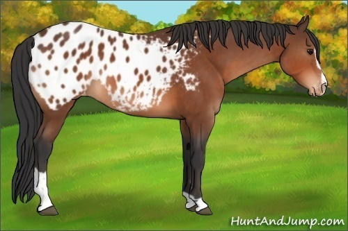 Horse Color:Bay Sabino Appaloosa