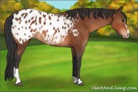 Horse Color:Bay Sabino Appaloosa 