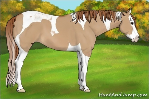 Horse Color:Red Dun Splash Tobiano 