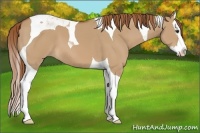 Horse Color:Red Dun Splash Tobiano 