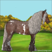 Horse Color:White Spotted Silver Bay 