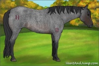Horse Color:Brown Roan 
