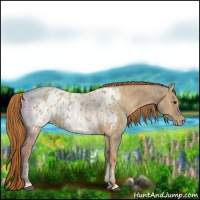 Horse Color:Red Dun Appaloosa  and Red Dun Appaloosa 