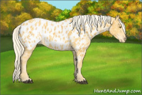 Horse Color:Palomino Appaloosa  and Palomino Appaloosa 