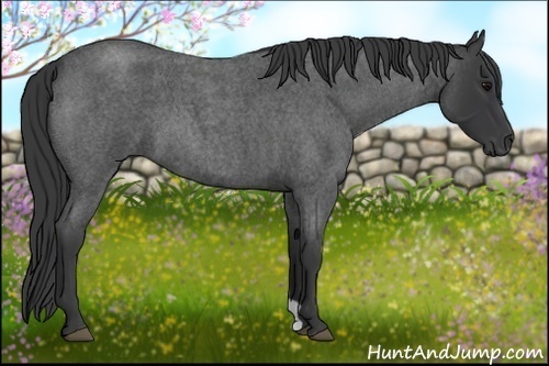 Horse Color:Blue Roan 
