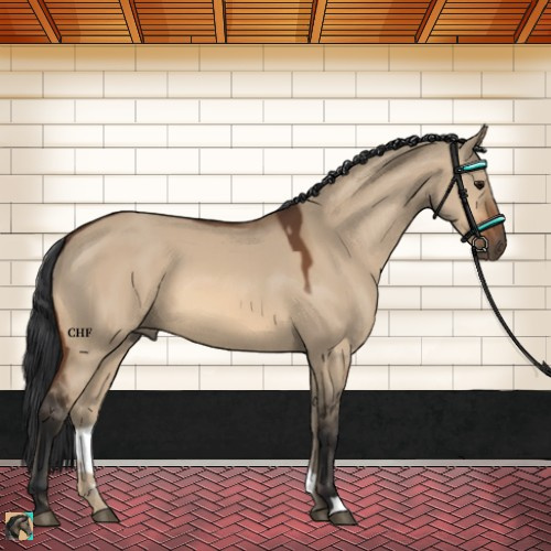 Horse Color:Bay Dun 