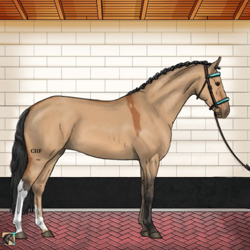 Horse Color:Bay Dun 