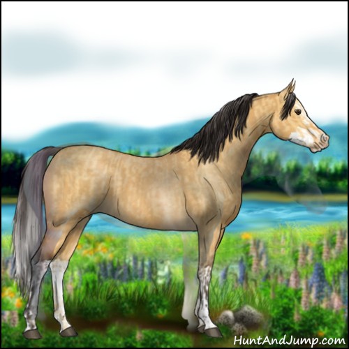 Horse Color:Buckskin Dun  and Buckskin Dun Splash 