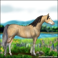 Horse Color:Buckskin Dun  and Buckskin Dun Splash 