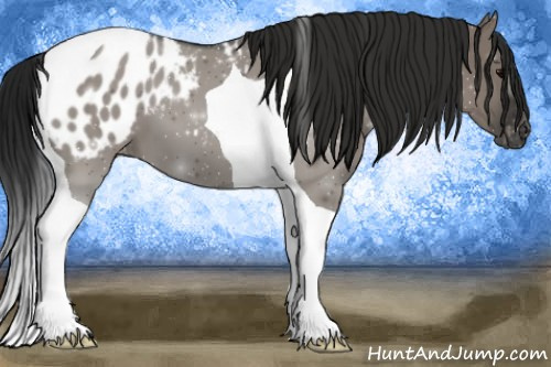 Horse Color:Gray Grullo Tobiano Appaloosa