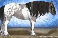 Horse Color:Gray Grullo Tobiano Appaloosa