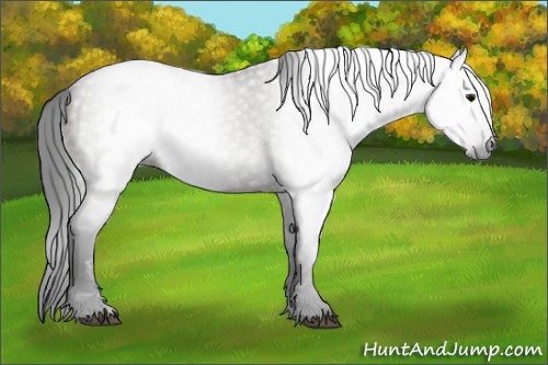 Horse Color:Gray Grullo 
