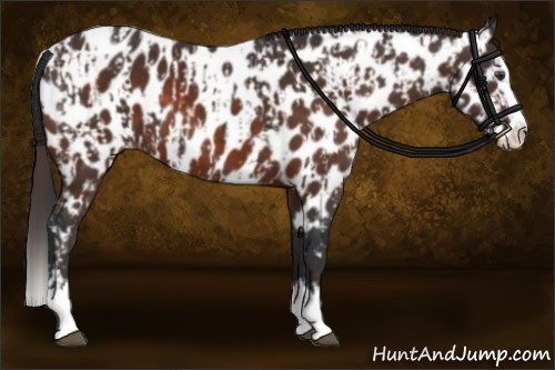 Horse Color:Liver Chestnut Sabino Splash Near Leopard  and Bay Sabino Splash Near Leopard 