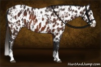 Horse Color:Liver Chestnut Sabino Splash Appaloosa and Bay Sabino Splash Appaloosa