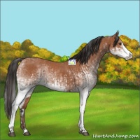 Horse Color:White Spotted Bay Splash  and White Spotted Bay Splash 