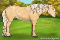 Horse Color:Palomino Ice Appaloosa 