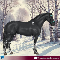 Horse Color:Black Tobiano 