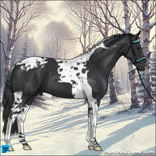 Horse Color:Black Tobiano 