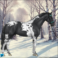 Horse Color:Black Tobiano 