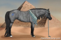 Horse Color:Blue Roan 