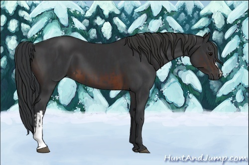 Horse Color:Black  and Brown 