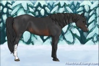 Horse Color:Black  and Brown 