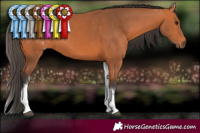 Horse Color:White Spotted Bay 