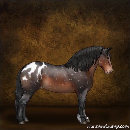 Horse Color:Brown Appaloosa 