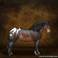 Horse Color:Brown Appaloosa 
