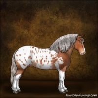Horse Color:Silver Brown Tobiano Frame Appaloosa 