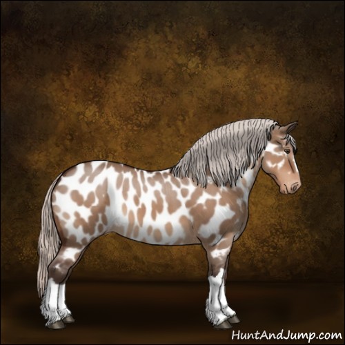 Horse Color:Silver Brown Dun Appaloosa