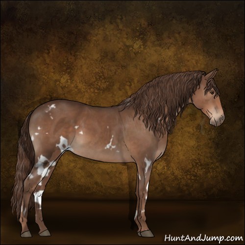 Horse Color:White Spotted Liver Chestnut