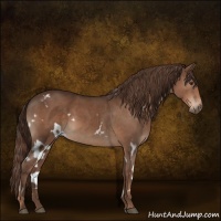 Horse Color:White Spotted Liver Chestnut 