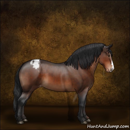 Horse Color:Brown Appaloosa