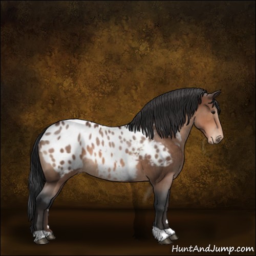 Horse Color:Bay Appaloosa