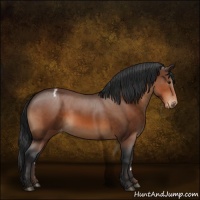 Horse Color:Bay Appaloosa 