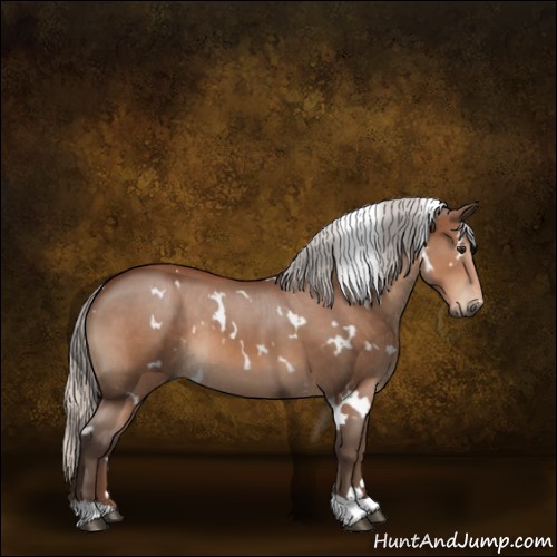 Horse Color:White Spotted Silver Bay 