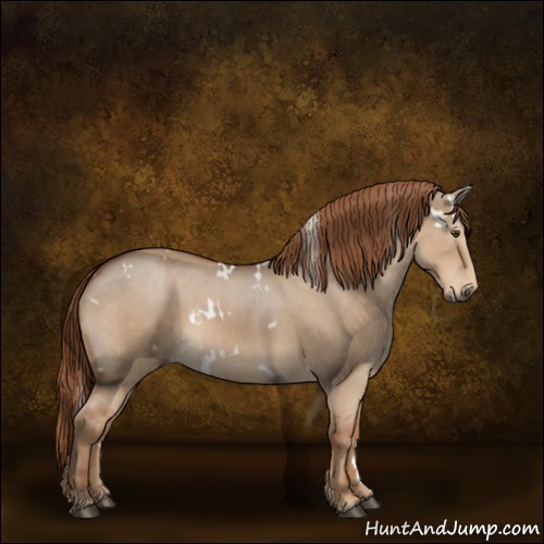 Horse Color:White Spotted Red Dun 