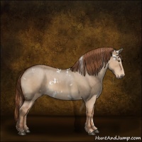 Horse Color:White Spotted Red Dun 