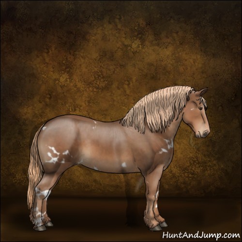 Horse Color:White Spotted Chestnut 