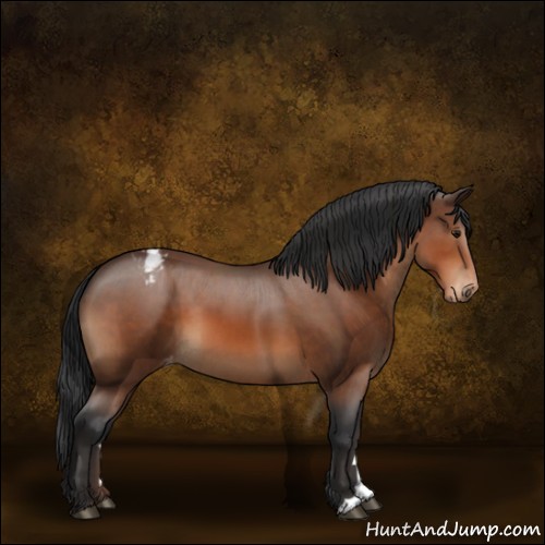Horse Color:Bay Appaloosa 