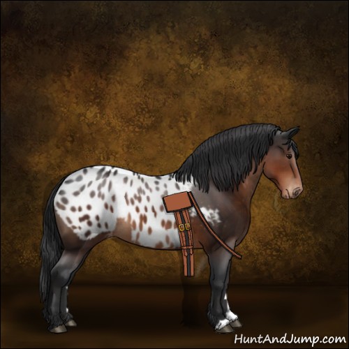 Horse Color:Brown Appaloosa 