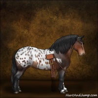 Horse Color:Brown Appaloosa 