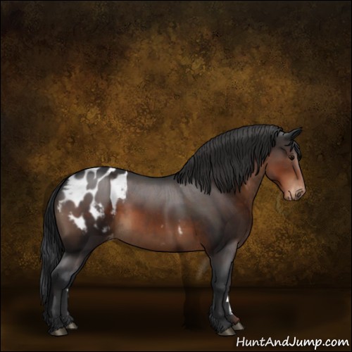 Horse Color:Brown Appaloosa 