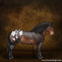 Horse Color:Brown Appaloosa 